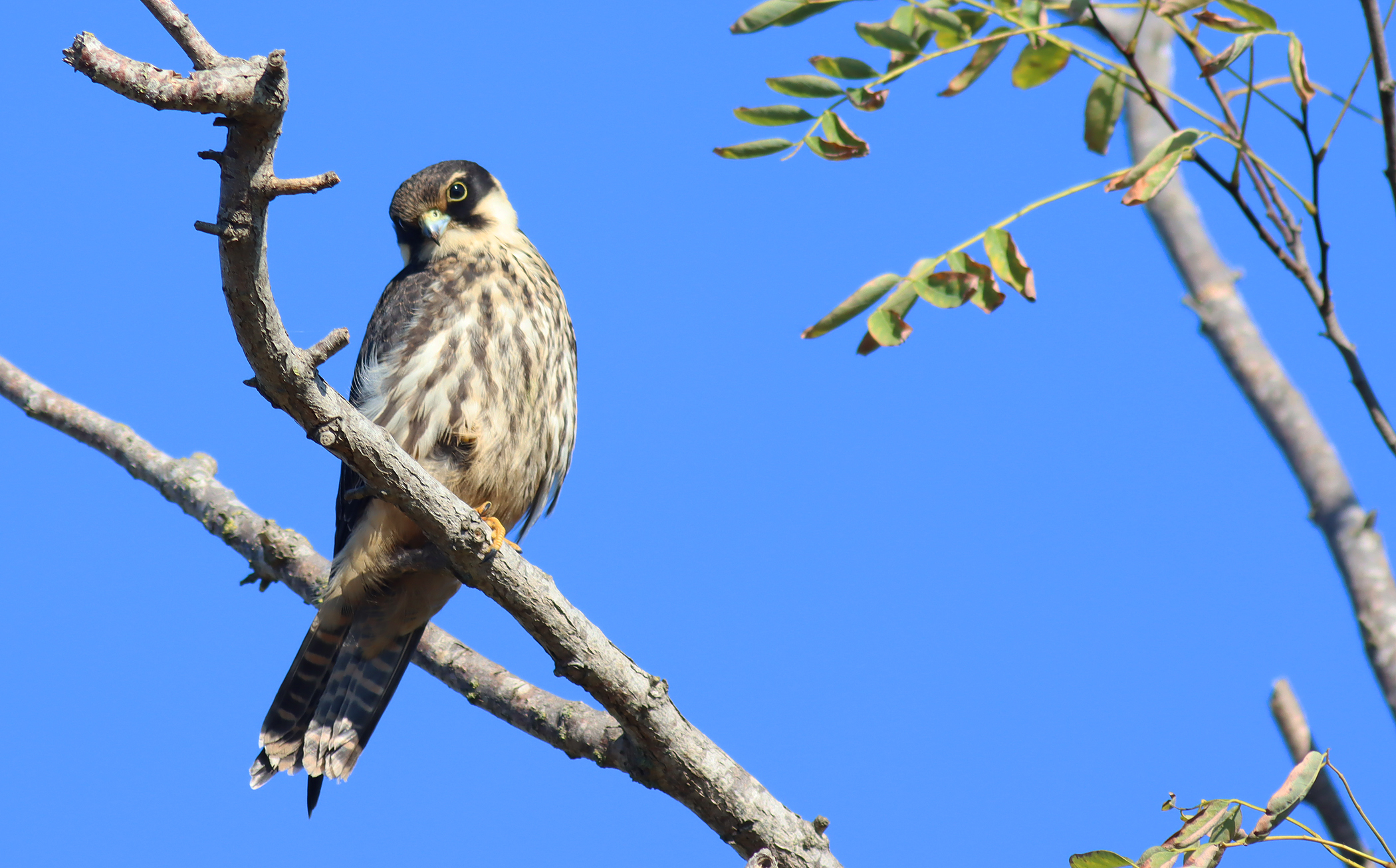 Eurasian Hobby